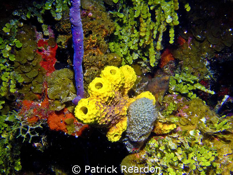 Colorful, healthy sponges in Grand Cayman. by Patrick Reardon 