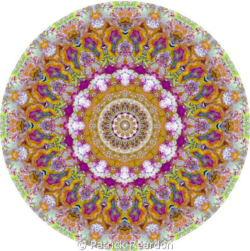 Kaleidoscopic image made from brightly colored coral.  Lo... by Patrick Reardon 