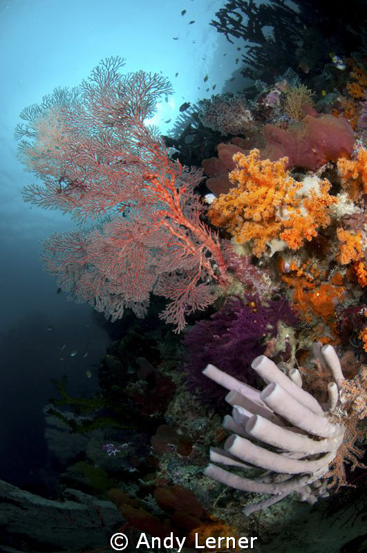 Reef scene in Raja Ampat by Andy Lerner 