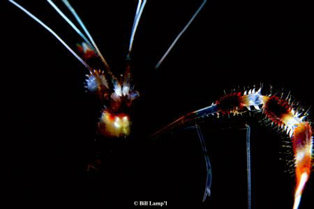 Banded Coral Shrimp Macro Shot in the Caribbean on a nigh... by Bill Lamp'l 