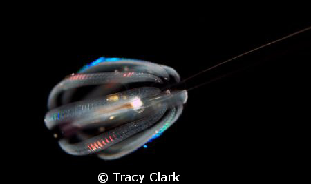 A macro shot of a Pelagic Invertebrate, taken in open wat... by Tracy Clark 
