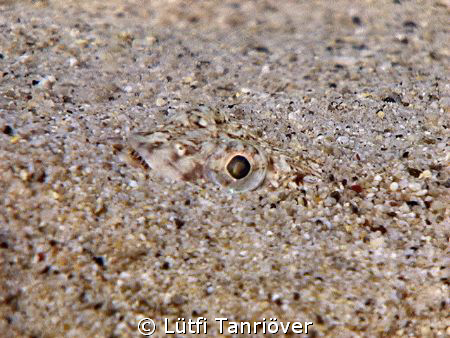 A Lizard fish hiding itself.... by Lütfi Tanrıöver 