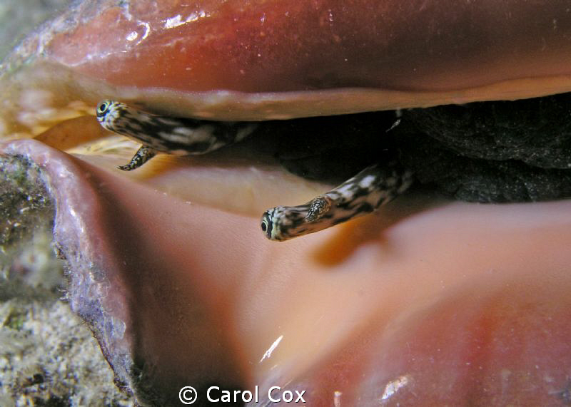 Conch Eyes by Carol Cox 