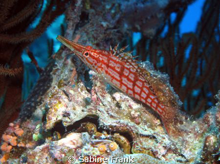 Longnose Hawkfish posing on a clamshell at 22 meters by Sabine Frank 