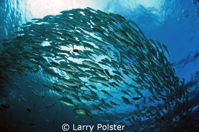 More schooling jacks at barracuda point. D300-Tokina 10-17mm by Larry Polster 