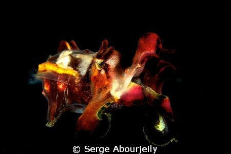 Flamboyant Cuttlefish doing a little jump ... a rare mome... by Serge Abourjeily 