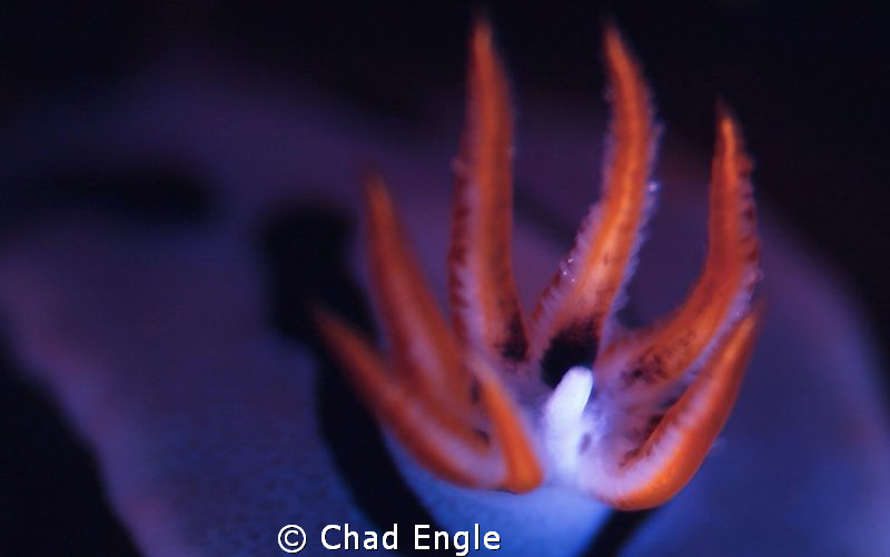 Close-up of a nudibranch in a dark nook. by Chad Engle 
