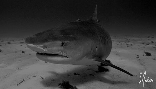 This image was taken at Tiger Beach. The Tiger Shark was ... by Steven Anderson 