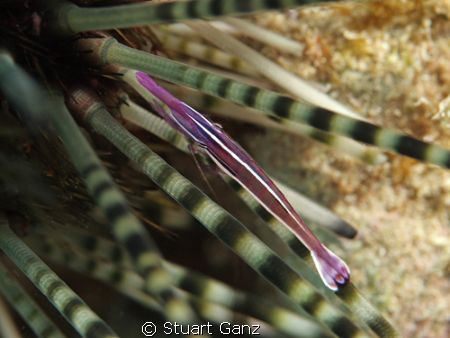 Shrimp on an banded urchin by Stuart Ganz 