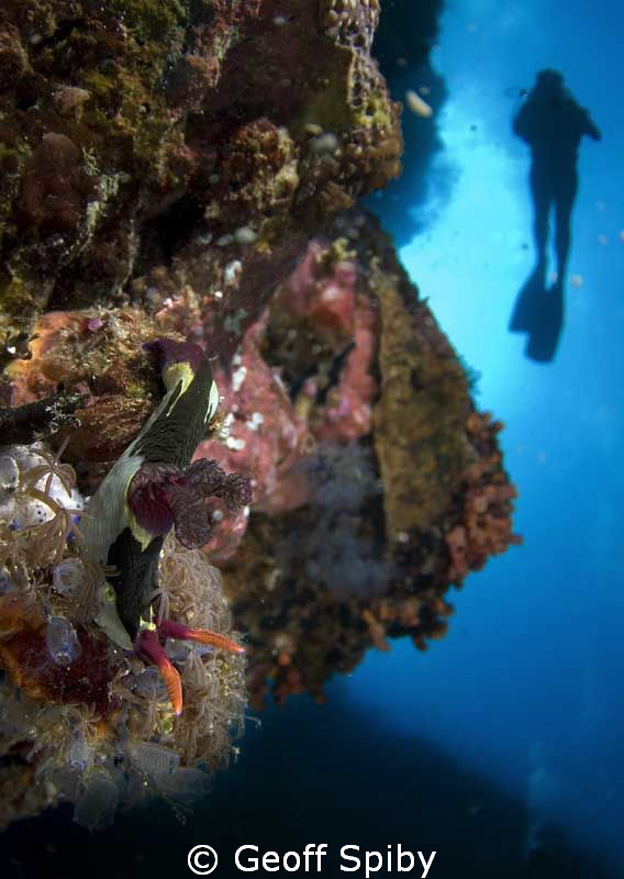 nudibranch in the forground and my wife higher up the wal... by Geoff Spiby 