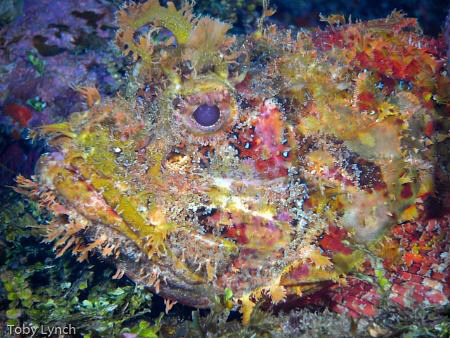 Scorpion fish, full frame. Taken 2 weeks ago on a holiday... by Toby Lynch 