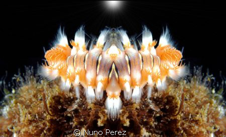This is an Hermodice carunculata.
Taken in ( S.Miguel - ... by Nuno Perez 