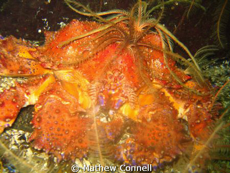 Puget sound king crab at Agamemnon channel, BC. by Mathew Connell 