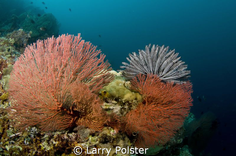 Brilliant fans of Solomons by Larry Polster 