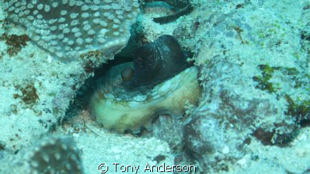 Octopus in Yap by Tony Anderson 