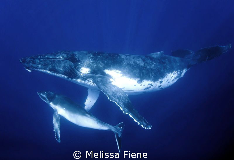 Humpback whale mother and 4 week old calf. Vava'u Tonga. ... by Melissa Fiene 