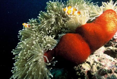 Wall diving the Solomon Isls.beautiful clownfish & anemon... by Shane Clancy 