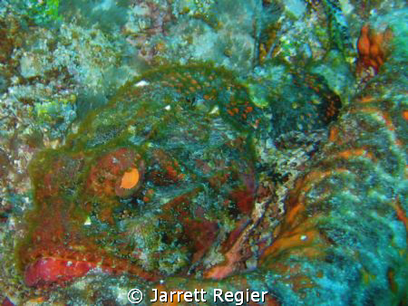 Stonefish? Taken during a drift dive in Florida with a ca... by Jarrett Regier 