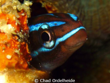 A Blue Blenny for the new year! by Chad Ordelheide 