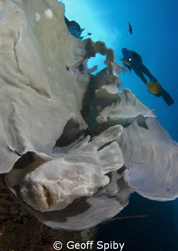 frogfish hiding in a sponge on the wall, Balicasag Island... by Geoff Spiby 