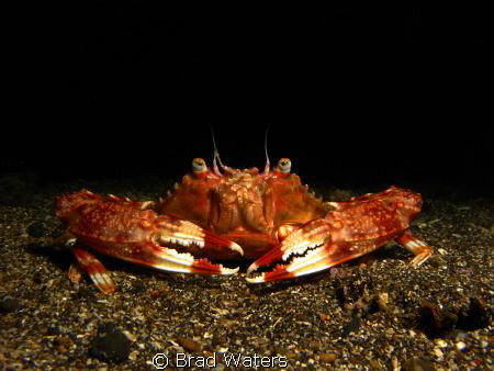 Photographed this little fella whilst on a night dive in ... by Brad Waters 