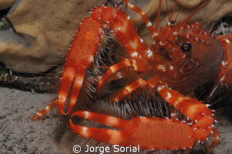 Canarian crayfish, an endangered species. Red is beautiful! by Jorge Sorial 