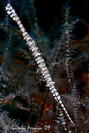 Saw blade shrimp. A very interesting subject that are qui... by Gurney Fermin 