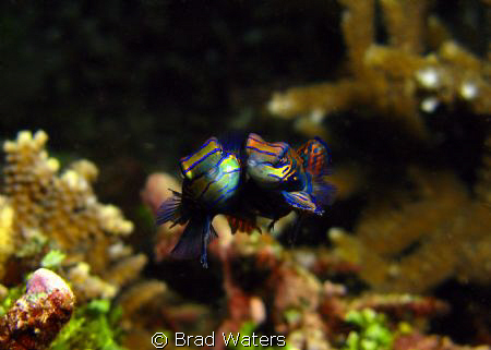 Finally.... A picture of mating Mandarin fish. Taken on a... by Brad Waters 