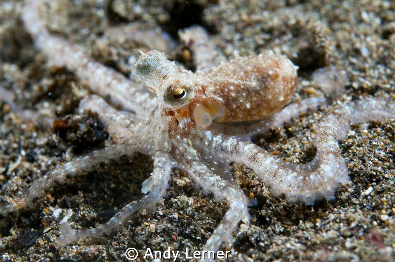 Tiny octopus at night in Bali. Not sure what kind - not a... by Andy Lerner 