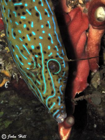Adult File fish coming down a reef wall in Bunaken. by John Hill 