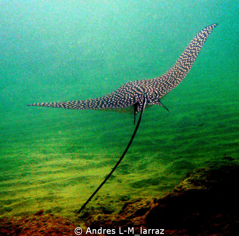 Spotted Eagle Ray. by Andres L-M_larraz 
