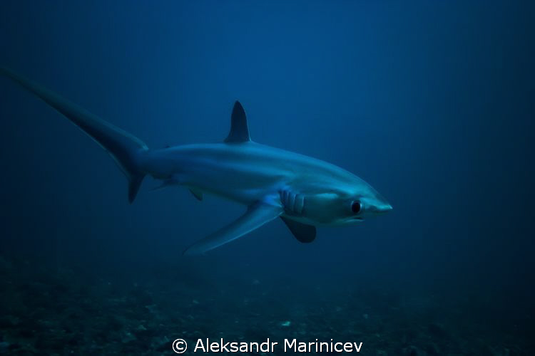 Magnificant Thresher Shark.
Malapascua Island by Aleksandr Marinicev 