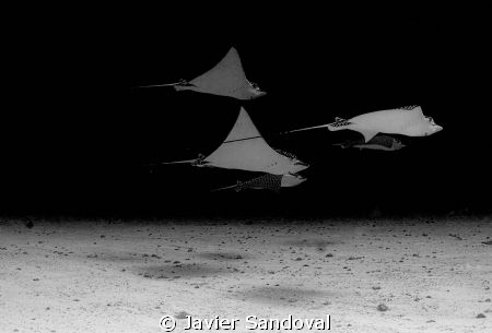 group of eagle rays, december you can see up to 30 of the... by Javier Sandoval 