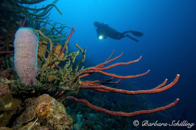 Diver exploring a bunch of sponges by Barbara Schilling 