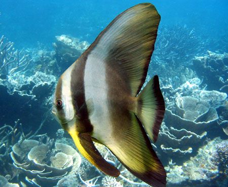 "Batfish", Ningaloo Reef by Penny Murphy 