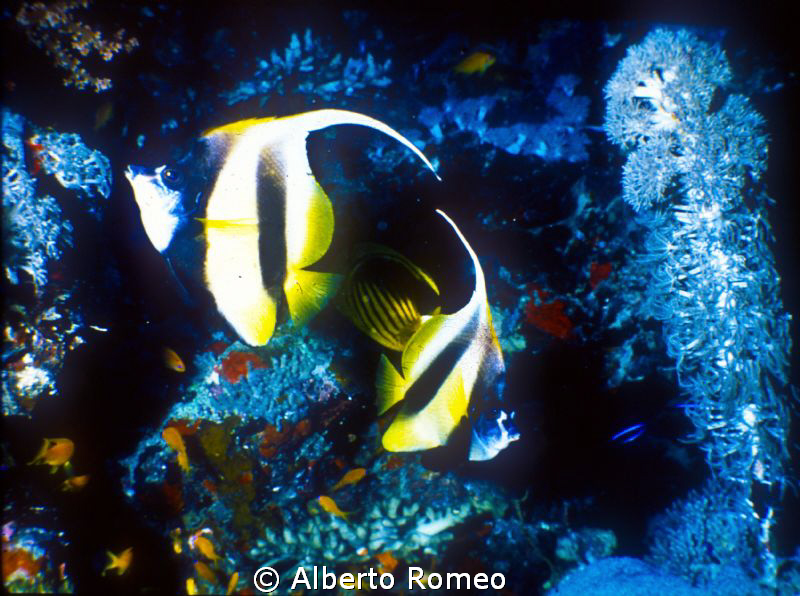 2 butterflyfish and softcoral by Alberto Romeo 