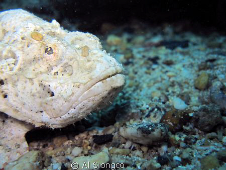 white stonefish by Al Siongco 