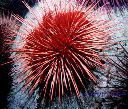 This Red Urchin was one of many large ones on a boulder i... by Lyndell Weldon 