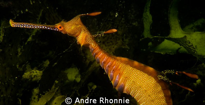 weedy sea dragon by Andre Rhonnie 