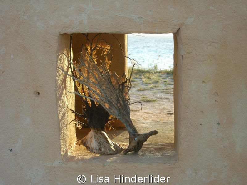 Evening light through the window at Red Slave, Bonaire by Lisa Hinderlider 