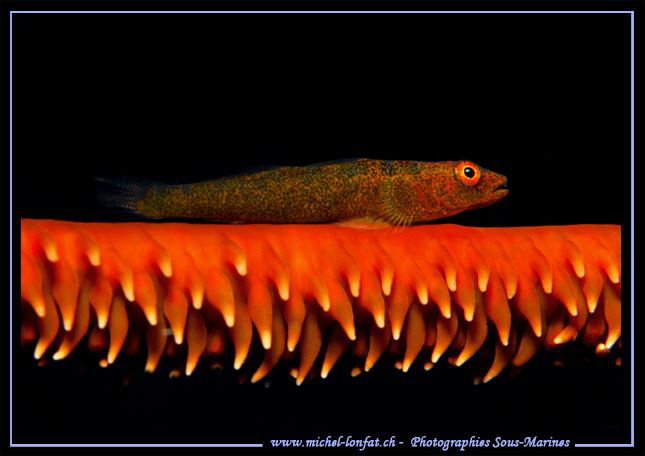A little Symbiotic Goby on it's Coral.... On of my favori... by Michel Lonfat 