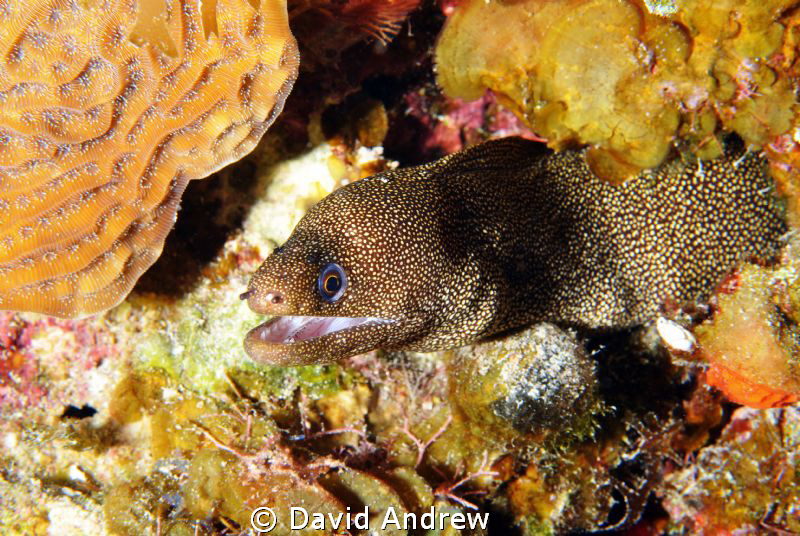 Goldentail Moray (Gymnothorax miliaris) at the Columbia S... by David Andrew 