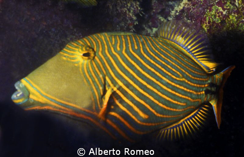 Yellow-lined Triggerfish ( Balistapus undulatus) by Alberto Romeo 