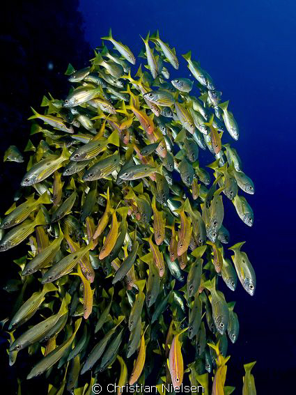 School of snapper on Elphinstone Reef.
Olympus E330, 14-... by Christian Nielsen 