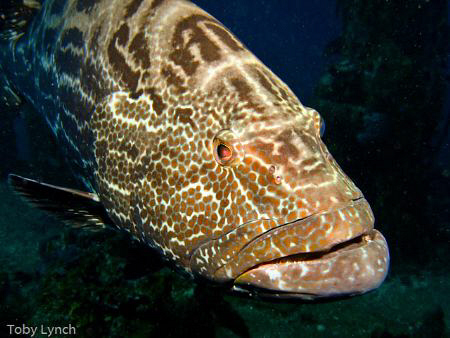A friendly grouper giving me the evil eye. by Toby Lynch 