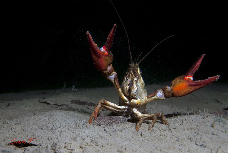Give me a big big hug.. (noble crayfish, Astacus astacus) by Sven Tramaux 