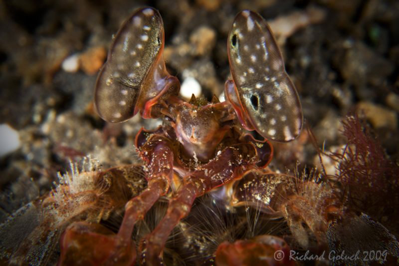 Giant Mantis Shrimp-Lembeh by Richard Goluch 