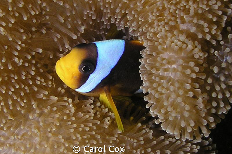 Anemone Fish by Carol Cox 
