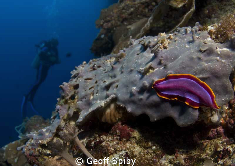flatworm on the wall at Balicasag Island, philippines by Geoff Spiby 