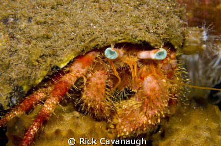 Star Eyed Hermit Crab by Rick Cavanaugh 
